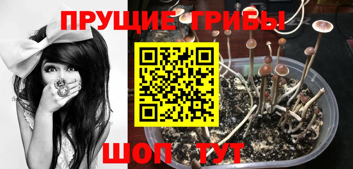 Псилоцибиновые грибы GOLDEN TEACHER Ливны